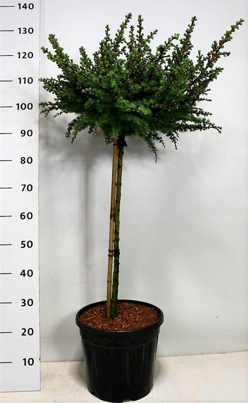 Larix kaempf. 'Grey Pearl' - 60 CM Stem C12